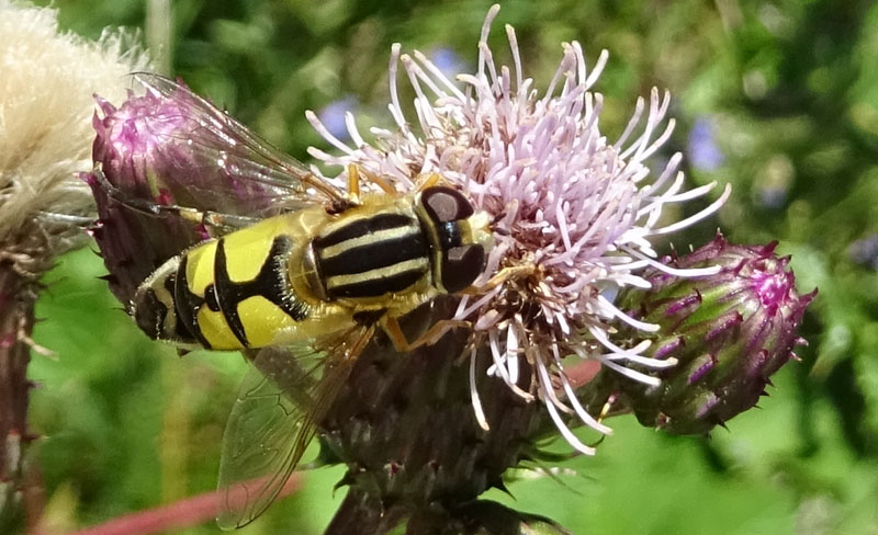 maschio di Helophilus trivittatus